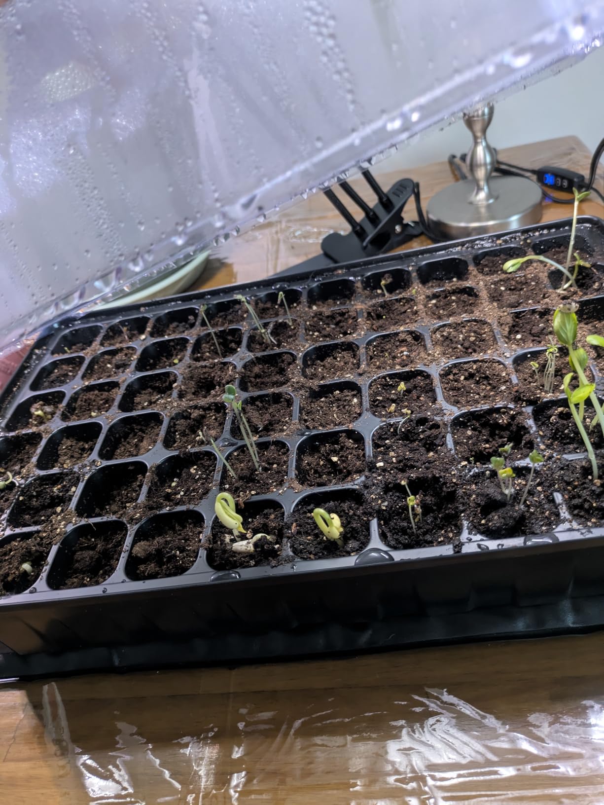 SOLIGT 60 Cell Seed Starter Tray Kit with Grow Light and Heat Mat customer photo 2