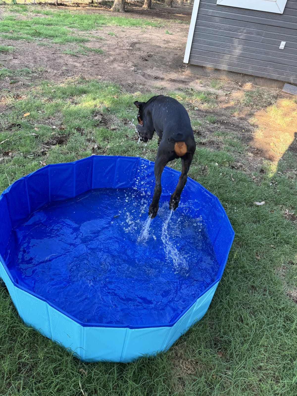 SLOOSH Foldable Dog Kiddie Pool - Portable Hard Plastic Doggie Swimming Pool, Anti-Slip Collapsible Pets Bath Tub Suitable for Kids Indoor Outdoor Backyard Use (Blue, 48