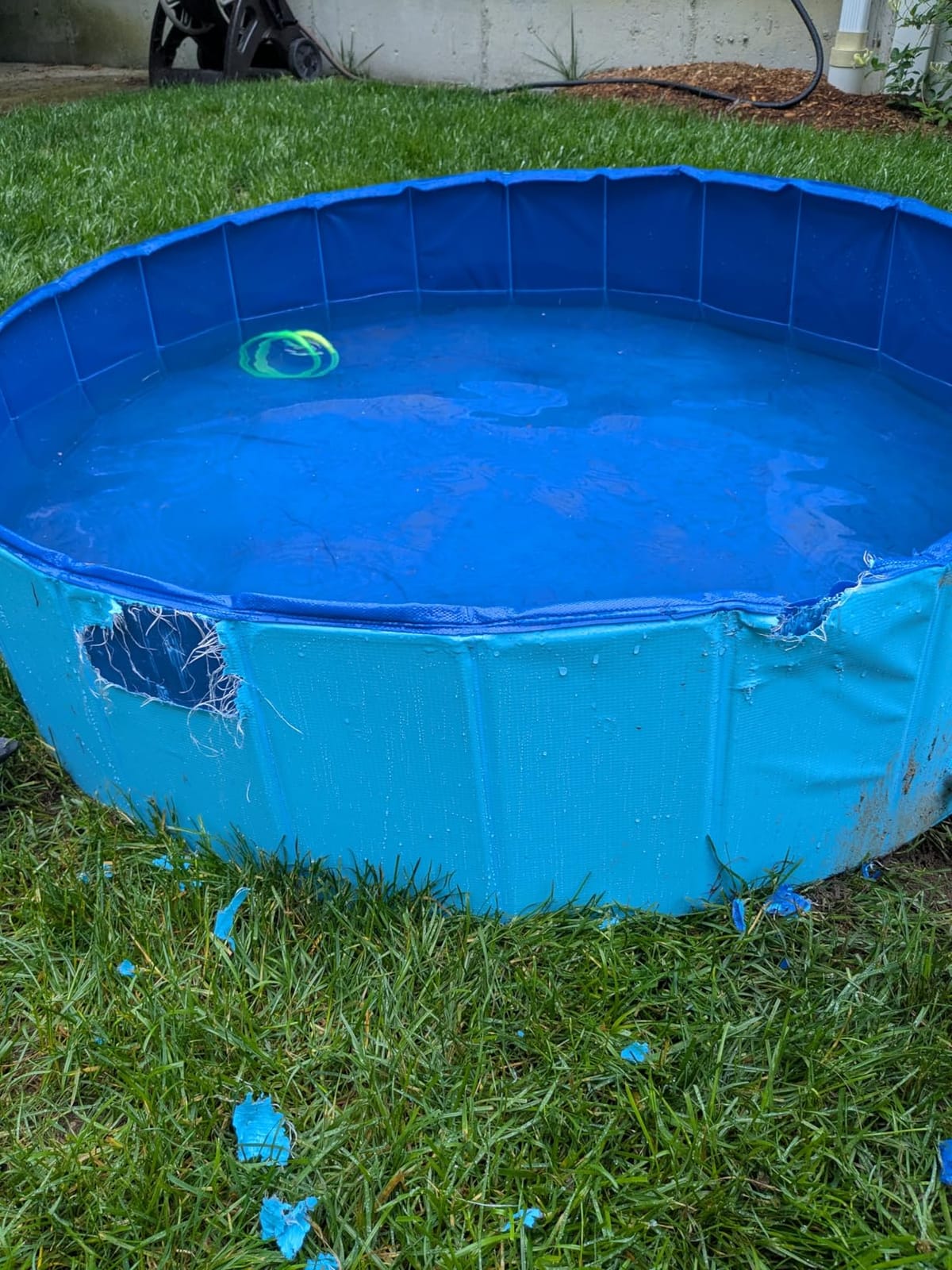 SLOOSH Foldable Dog Kiddie Pool - Portable Hard Plastic Doggie Swimming Pool, Anti-Slip Collapsible Pets Bath Tub Suitable for Kids Indoor Outdoor Backyard Use (Blue, 48