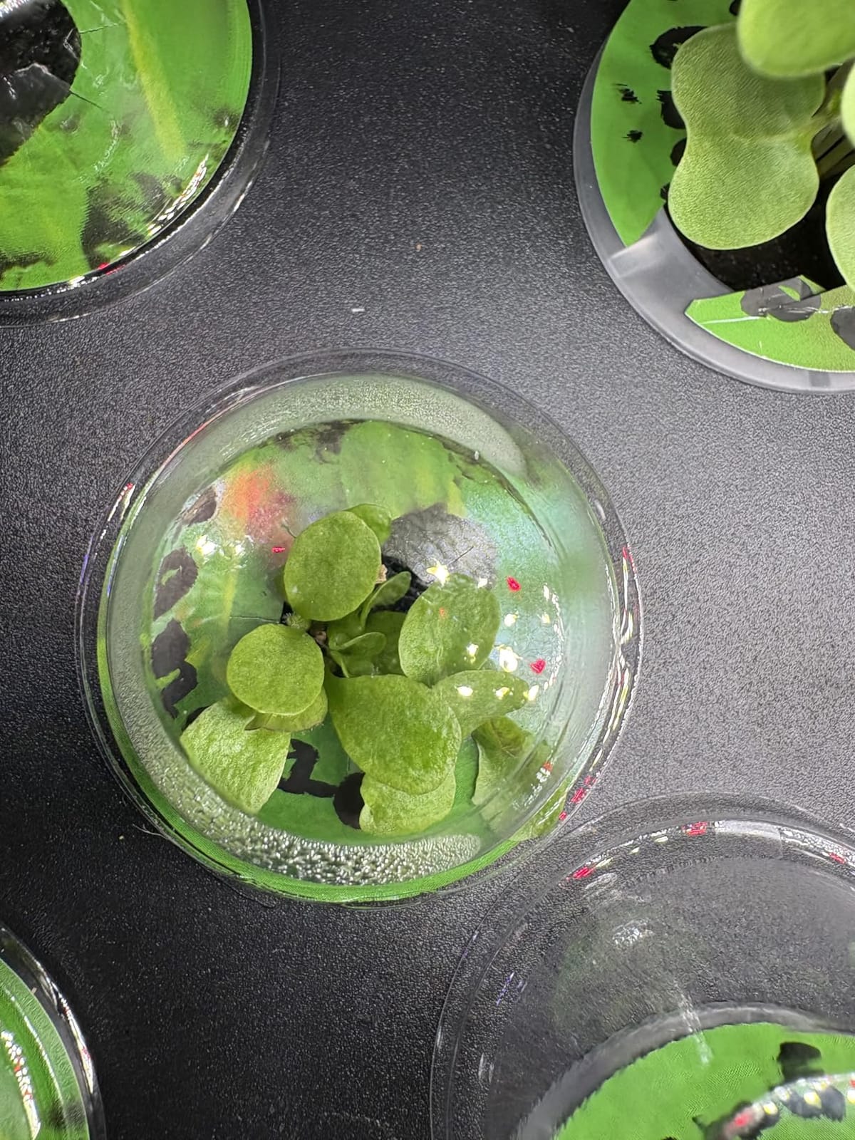 SUNCOZE Hydroponics Growing System, Compact 12 Pods Indoor Garden, Green customer photo 1