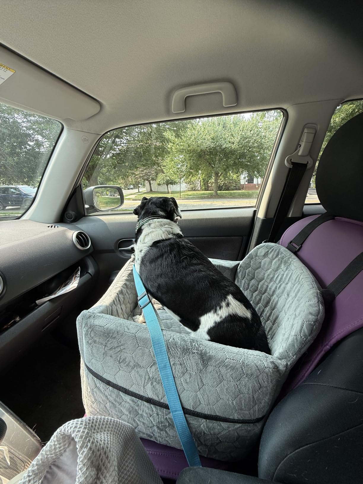 Dog Car Seat for Small/Medium Dogs, Memory Foam Dog Booster Seat, Travel Safety Per Car Seat with Washable Removable Cover, Storage Pockets for Dogs up to 35 lbs(Gray) customer photo 2