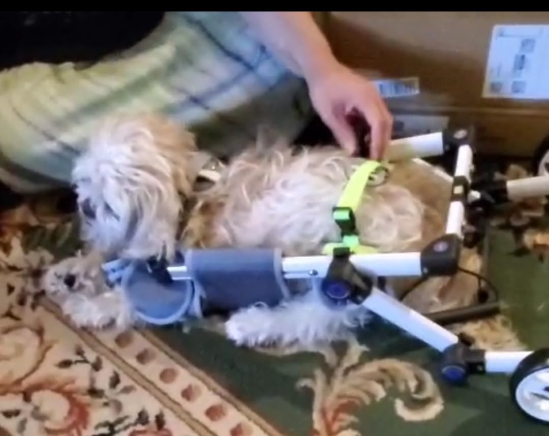 Dog Wheelchair for Back Legs, Adjustable Mobility Cart for Dog customer photo 2
