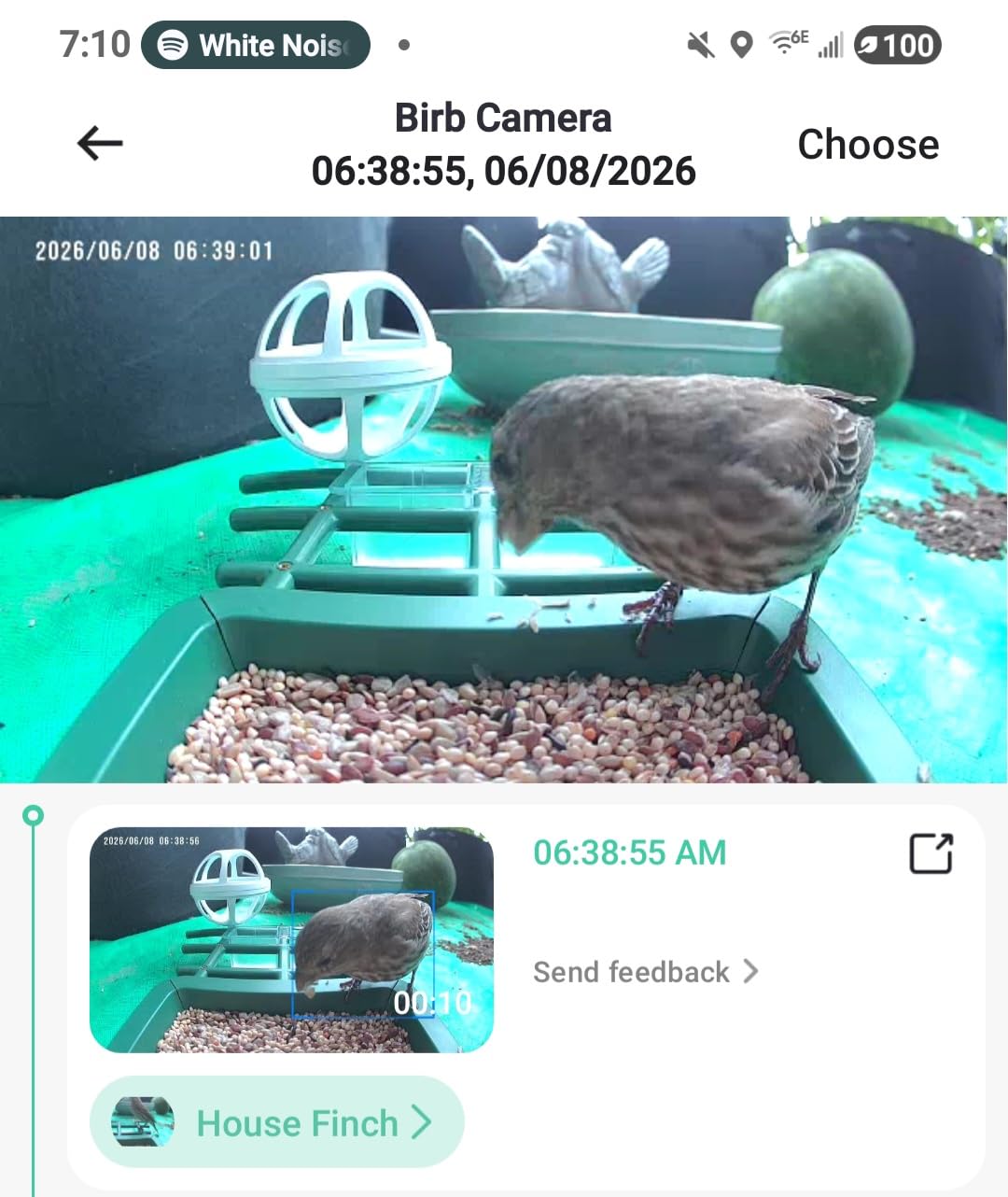 PeckCam® Bird Feeder with Camera Solar Powered 2K Live Video Auto Capture customer photo 2