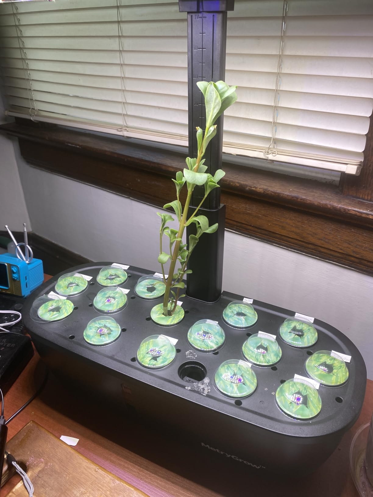 MG-15 Hydroponic Growing System Kits, Smart Indoor Garden with 24W Grow LED Light Full Spectrum, 15 Pods Herb Garden Planter Indoor Gardening for Gifts, Kitchen customer photo 1