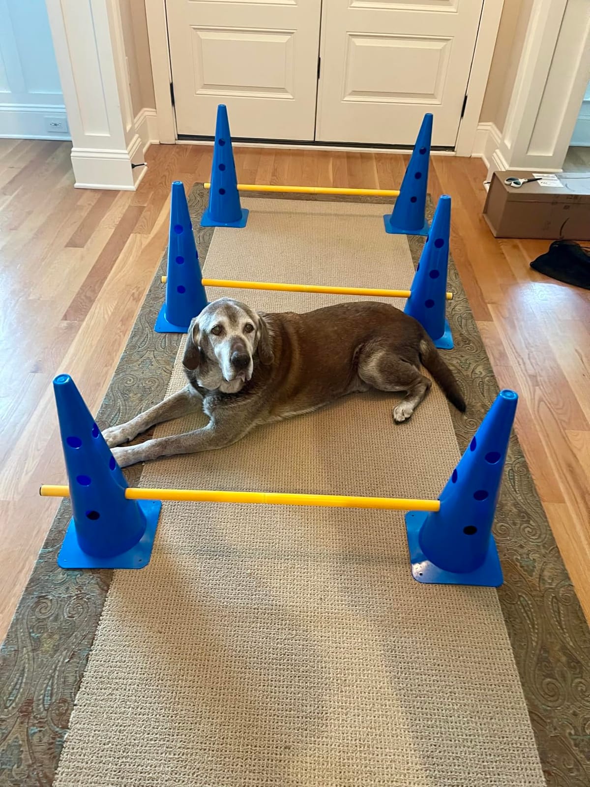 Dog Agility Course Backyard Set, Dog Agility Hurdle Cone Set with Height Adjustable Crossbar for Rehabilitation & Beginners, Dog Agility Equipment for Dog Obstacle Course - 12 Inch customer photo 2