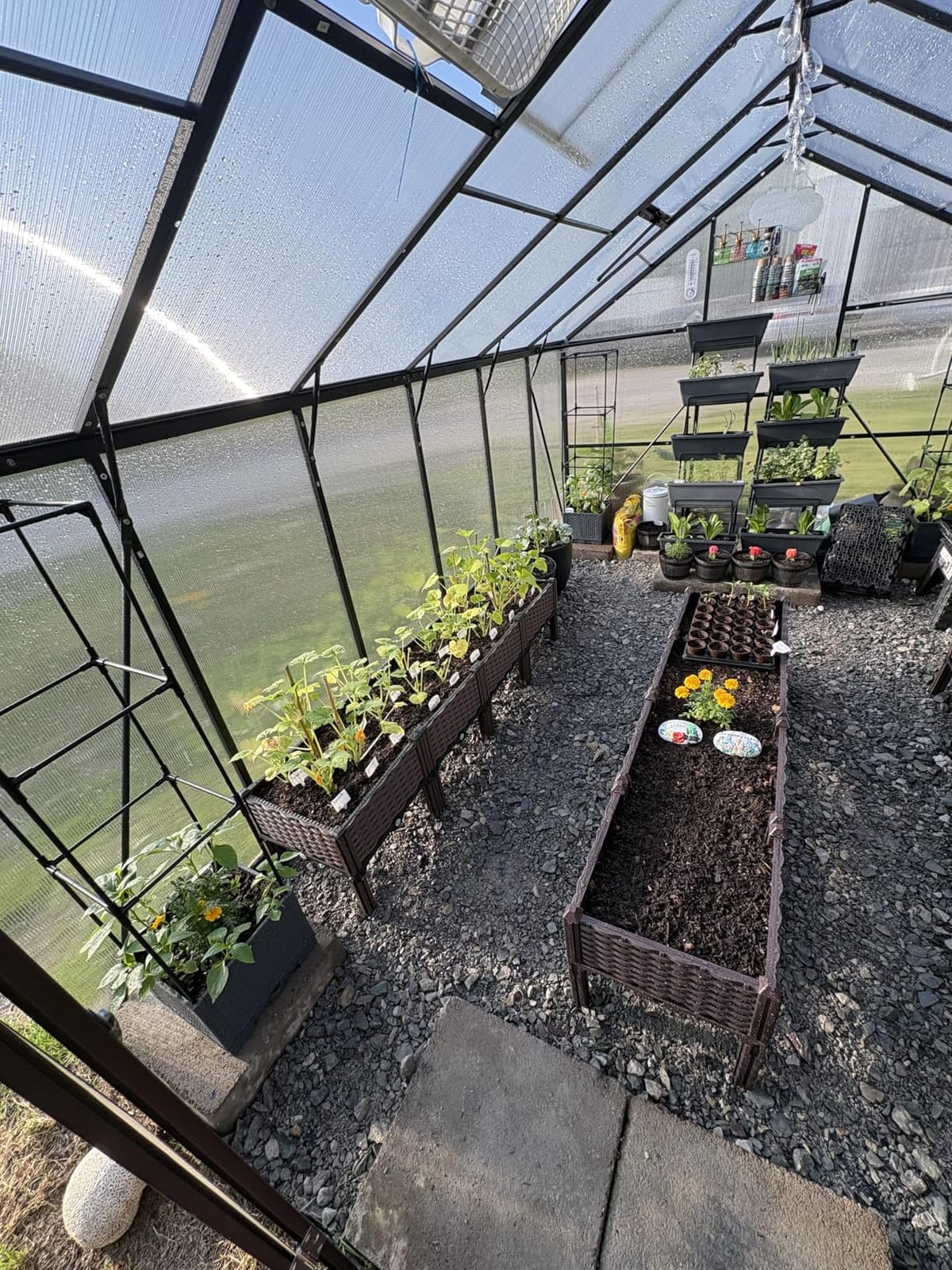 Jocisland 6x12 FT Walk-in Polycarbonate Greenhouse with 2 Top Windows customer photo 1