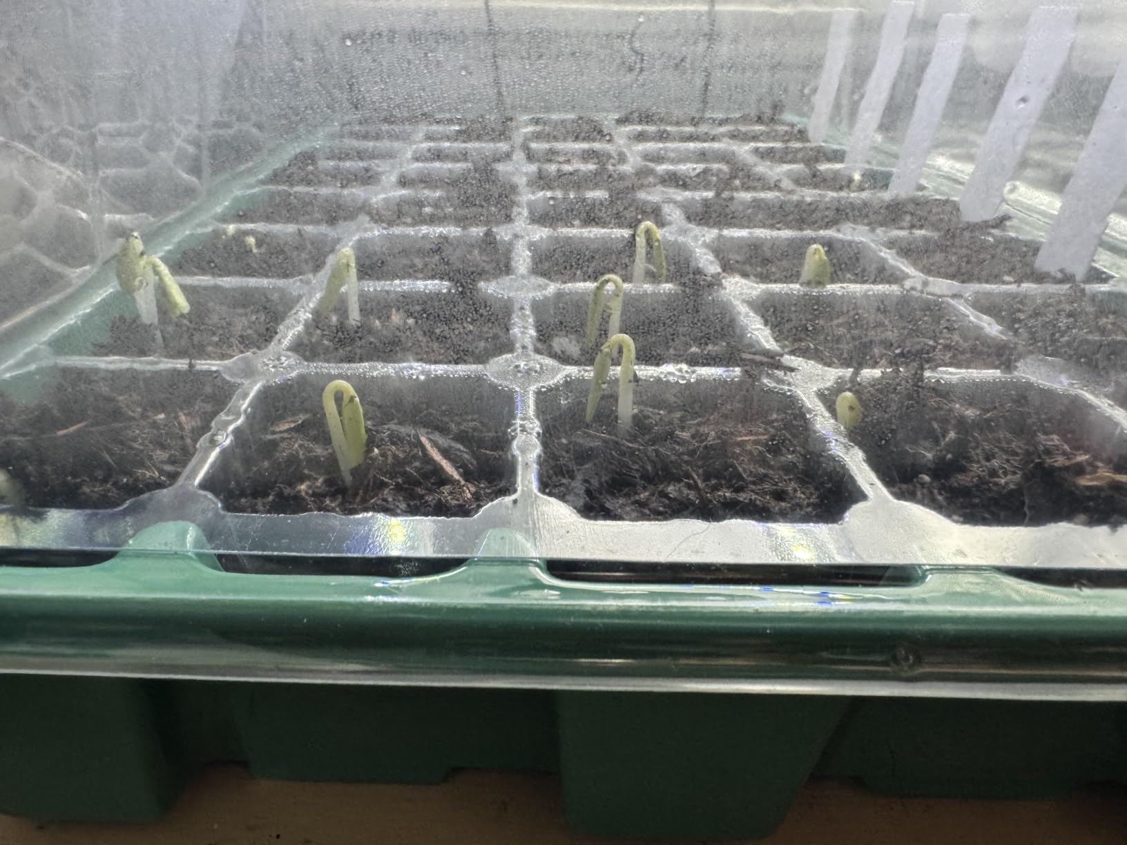 Sondiko Seed Starter Tray with Grow Light, Heated Seed Starter Kit customer photo 1