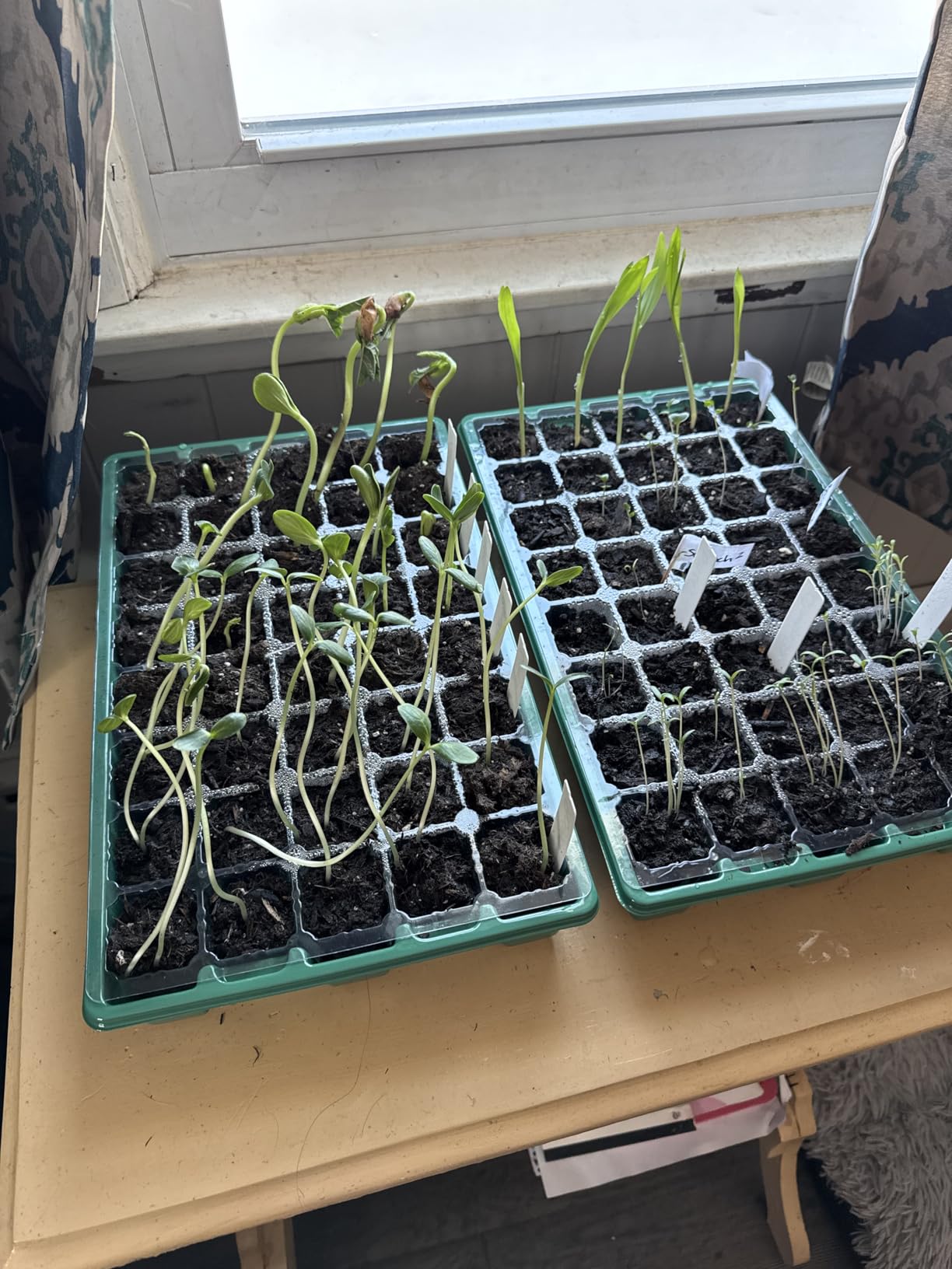 Sondiko Seed Starter Tray with Grow Light, Heated Seed Starter Kit customer photo 2