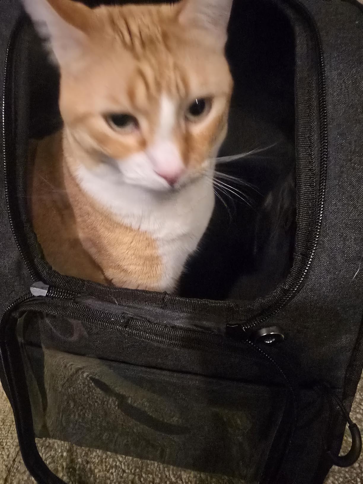 Apollo walker Cat Carrier Backpack for Small-Medium Cats,Dogs customer photo 2