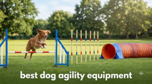 best dog agility equipment