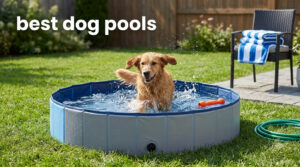 best dog pools