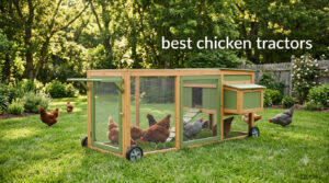 best chicken tractors