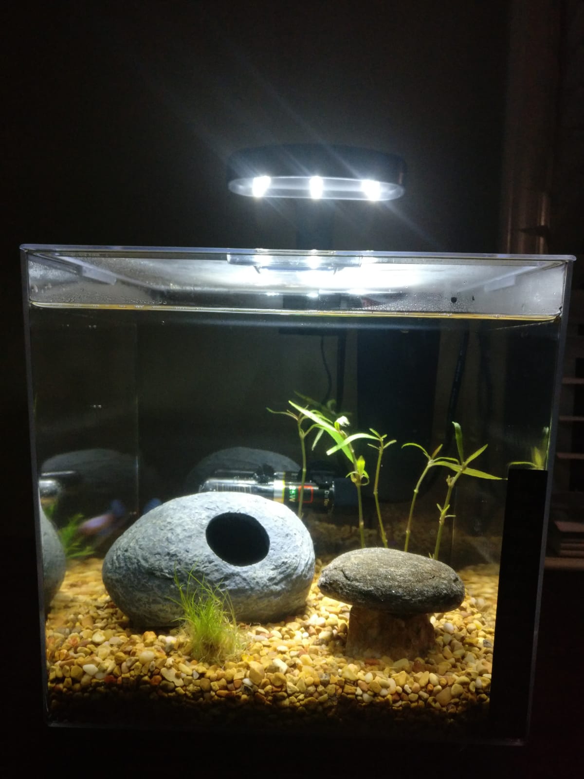 Tetra Cube Starter 3 Gallon Fish Tank Kit for Small Freshwater Fish customer photo 2