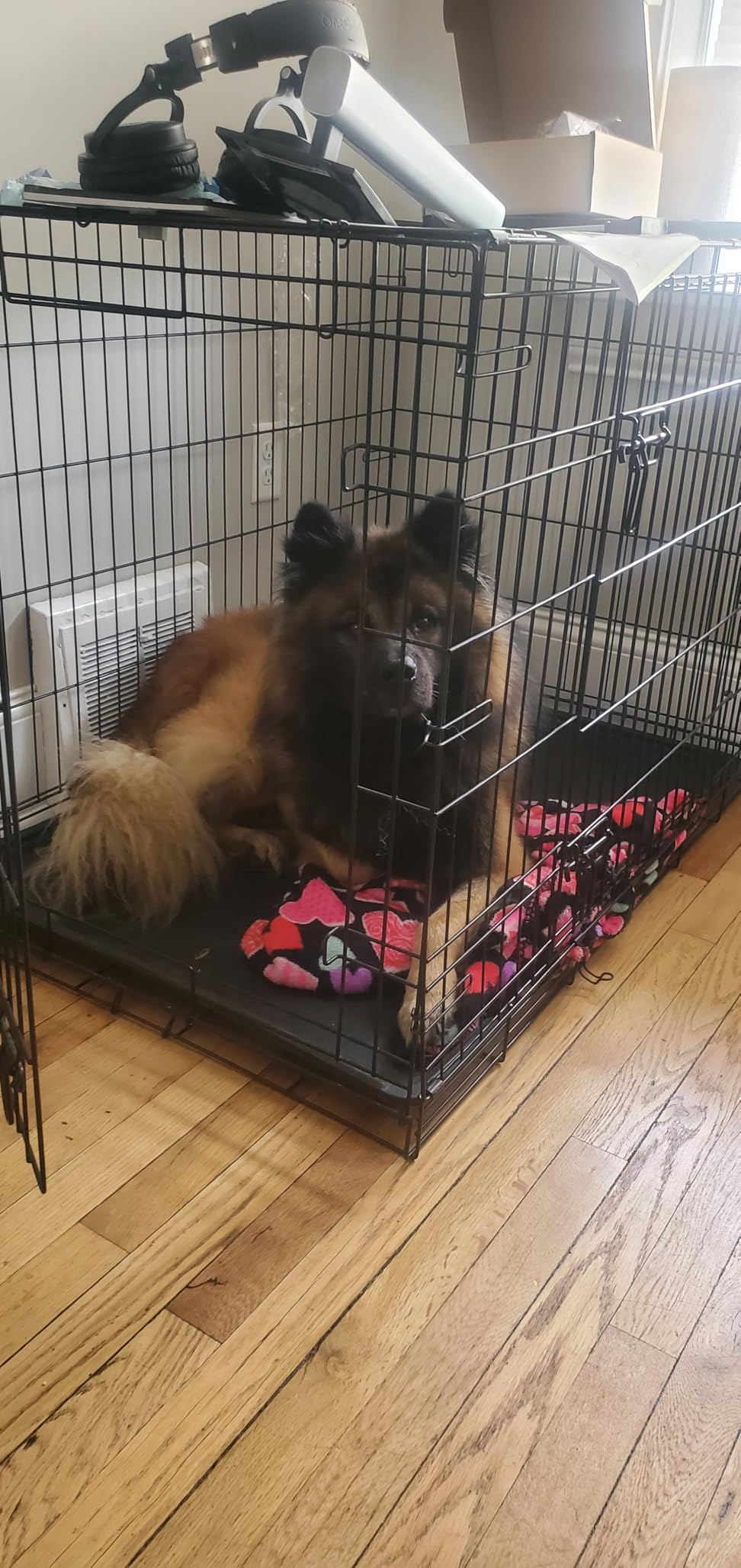 Carlson Pet Products SECURE AND FOLDABLE Single Door Metal Dog Crate, Small, 24.0