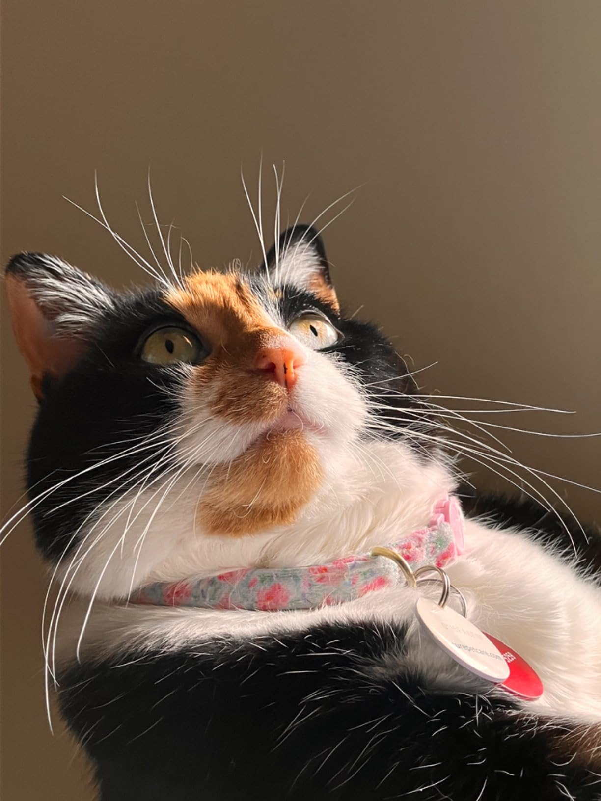 Sure Petcare -SureFlap - SureFeed - Microchip Pet Feeder - Selective-Automatic Pet Feeder Makes Meal Times Stress-Free, Suitable for Both Wet and Dry Food - MPF001 customer photo 1