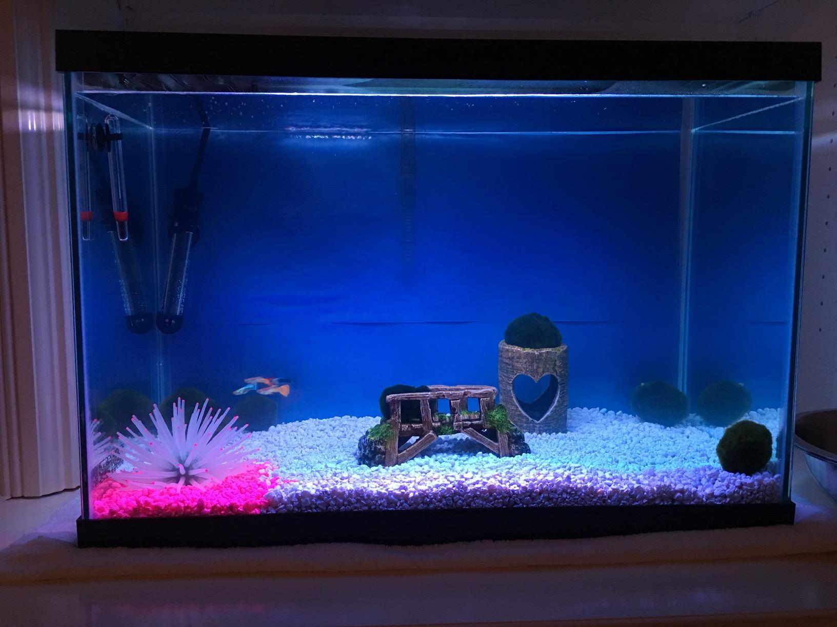 Tetra Color Complete 20 Gallon Fish Tank Kit for Freshwater, Saltwater Fish customer photo 2