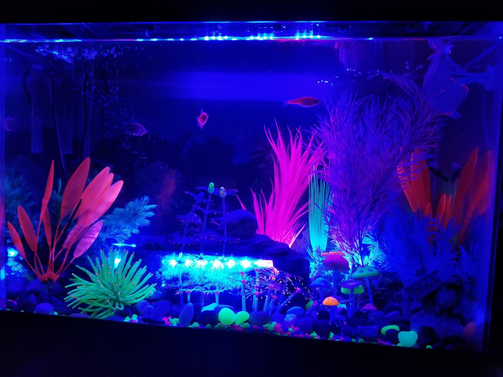 GloFish 20 Gallon Aquarium Kit with LED Lights, Decor Heater and Filter customer photo 1