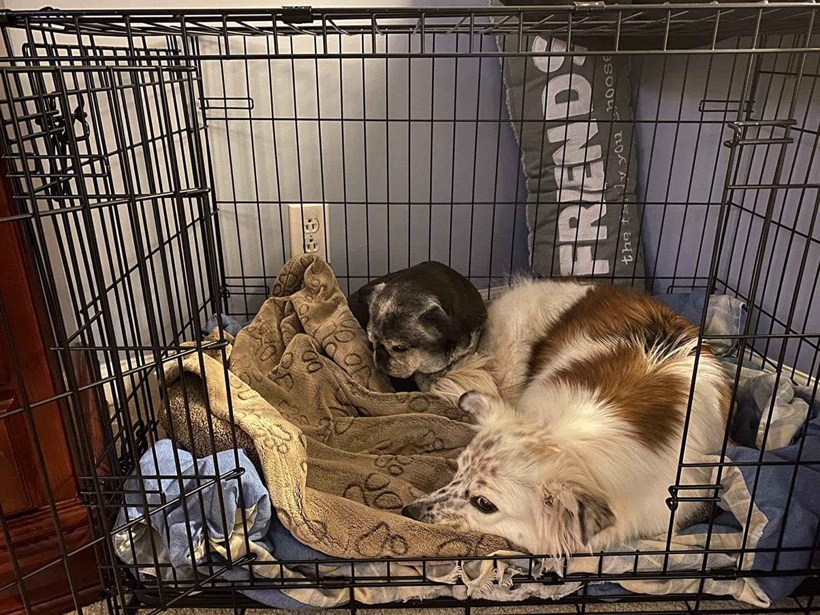 New World by Midwest 24-Inch Double Door Crate, for Small Breeds, 12-20 lbs customer photo 2