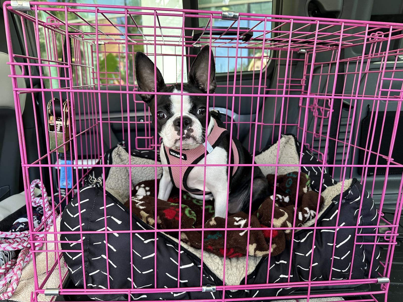 Internet's Best Double Door Steel Crates Collapsible and Foldable Wire Dog Kennel, 24 Inch (Small), Blue customer photo 2