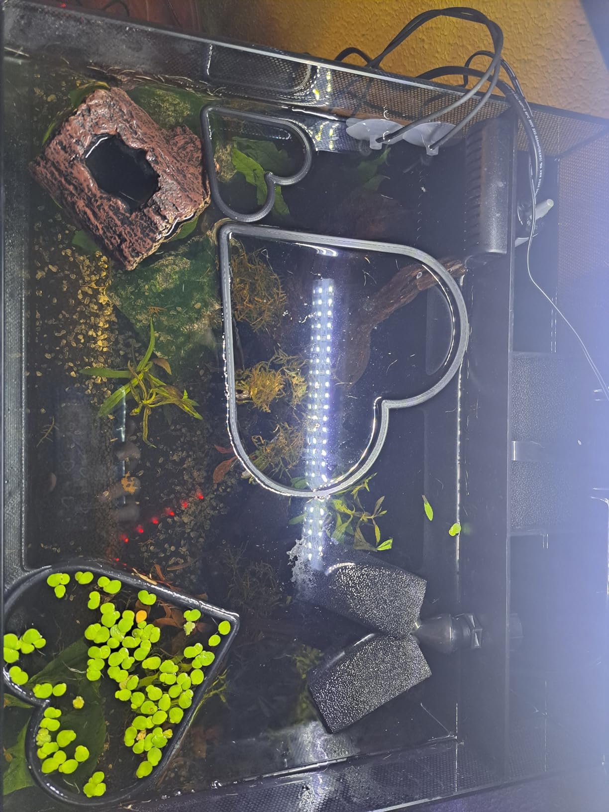 Fluval Flex 9 Gallon Glass Aquarium Kit, Black customer photo 2