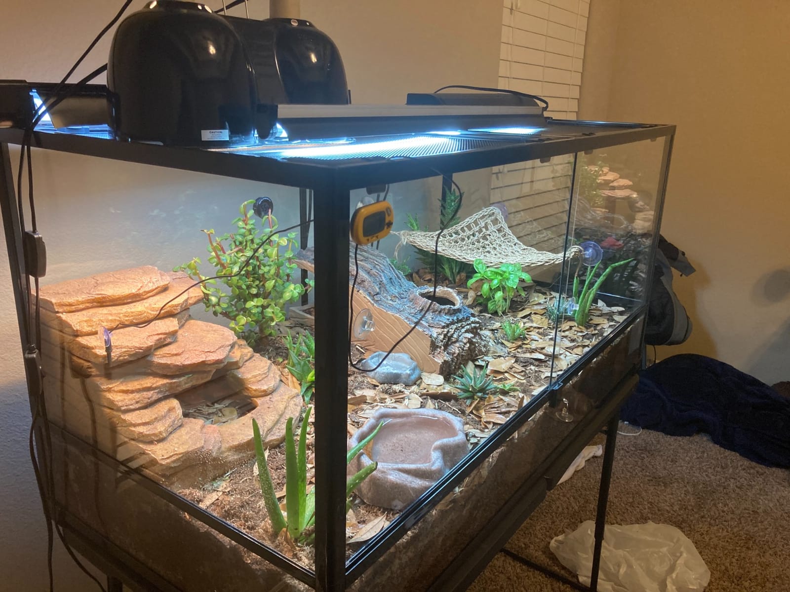 36Lx18Wx18H Reptile Terrarium, 50 Gallon Reptile Tank customer photo 1