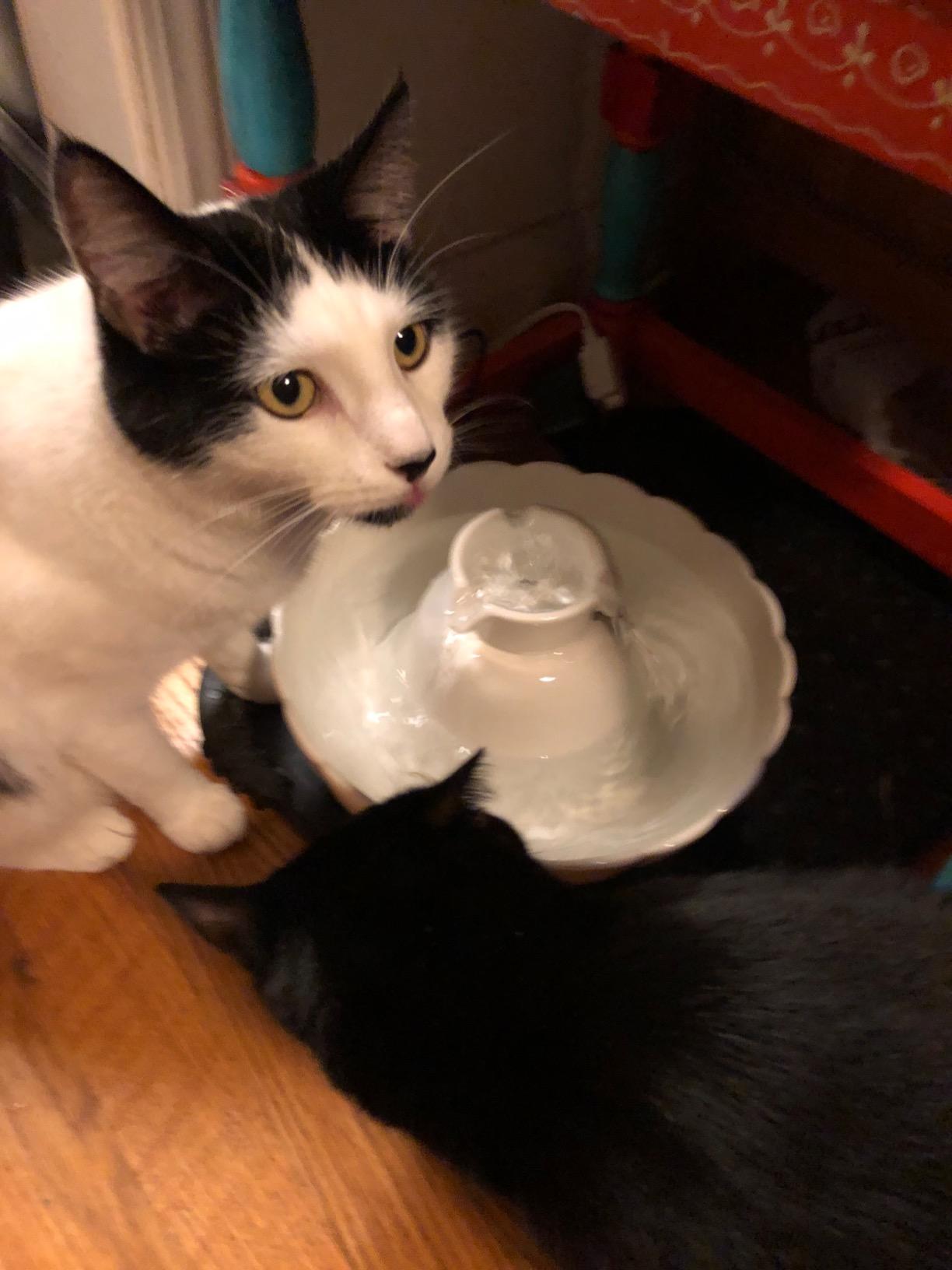 iPettie Tritone Ceramic Cat Water Fountain, Heavy-Duty Waterer for Pets customer photo 1