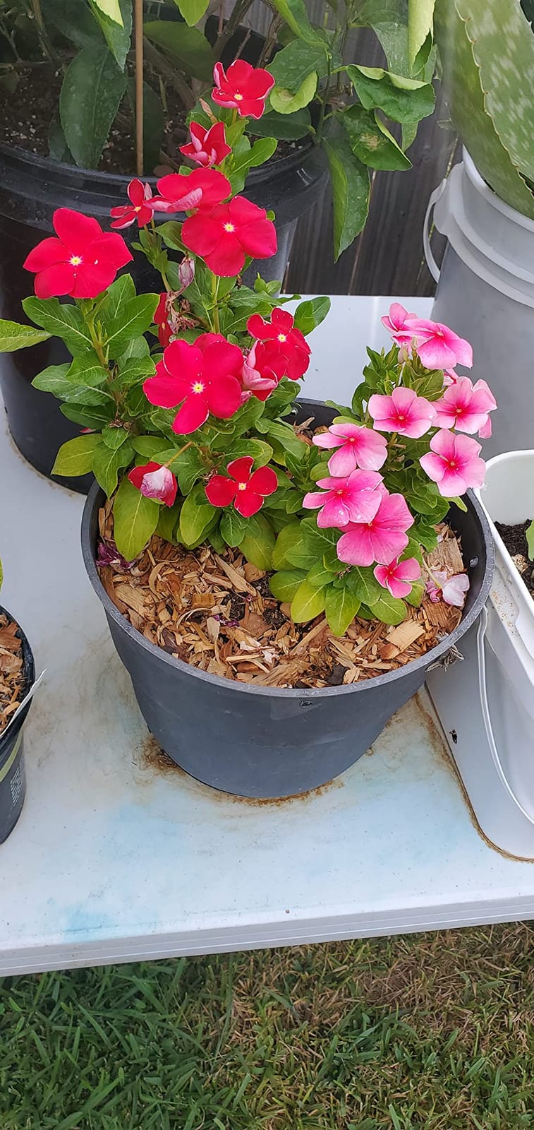 100% Natural Cedar Chips | Mulch | Great for Outdoors or Indoor Potted Plants | Dog Bedding | Pleasant Earthy Smell 4 Quarts customer photo 2