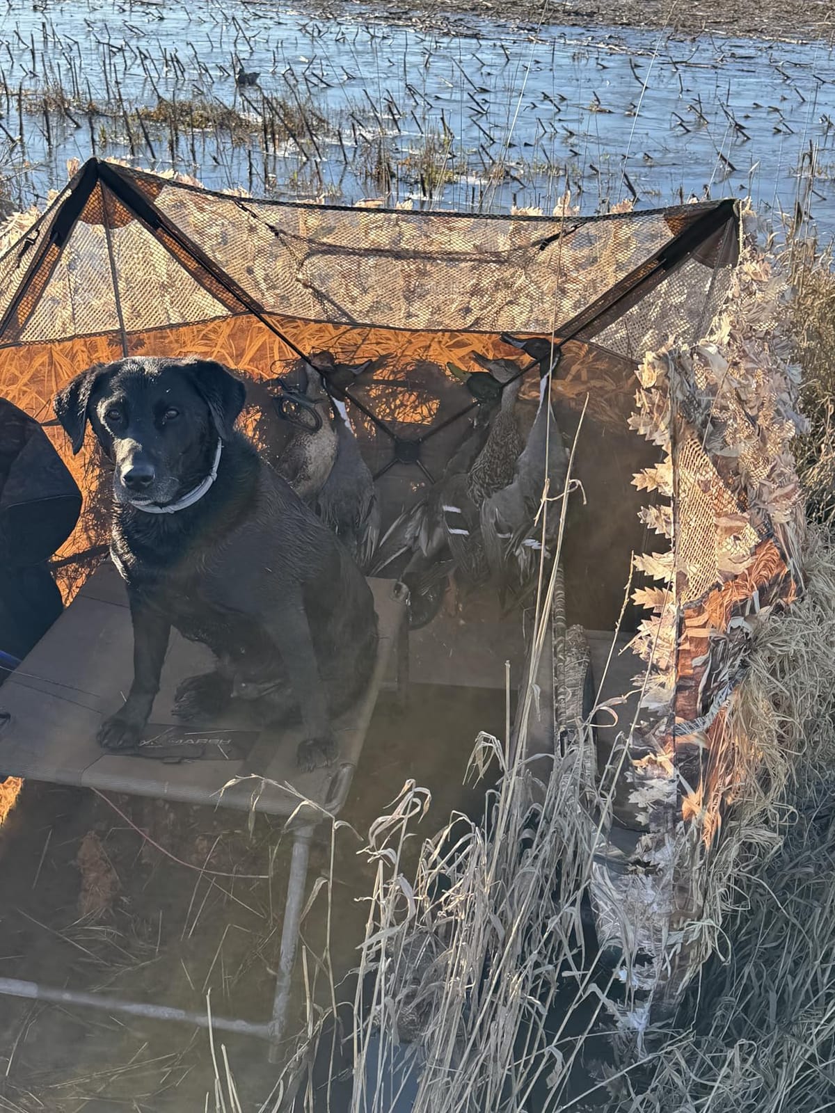 AUSCAMOTEK Pop Up Ground Blind for Deer Duck Turkey Hunting Portable Quick Setup Lightweight Green/Brown/Dry Grass Ground Peg Included customer photo 1