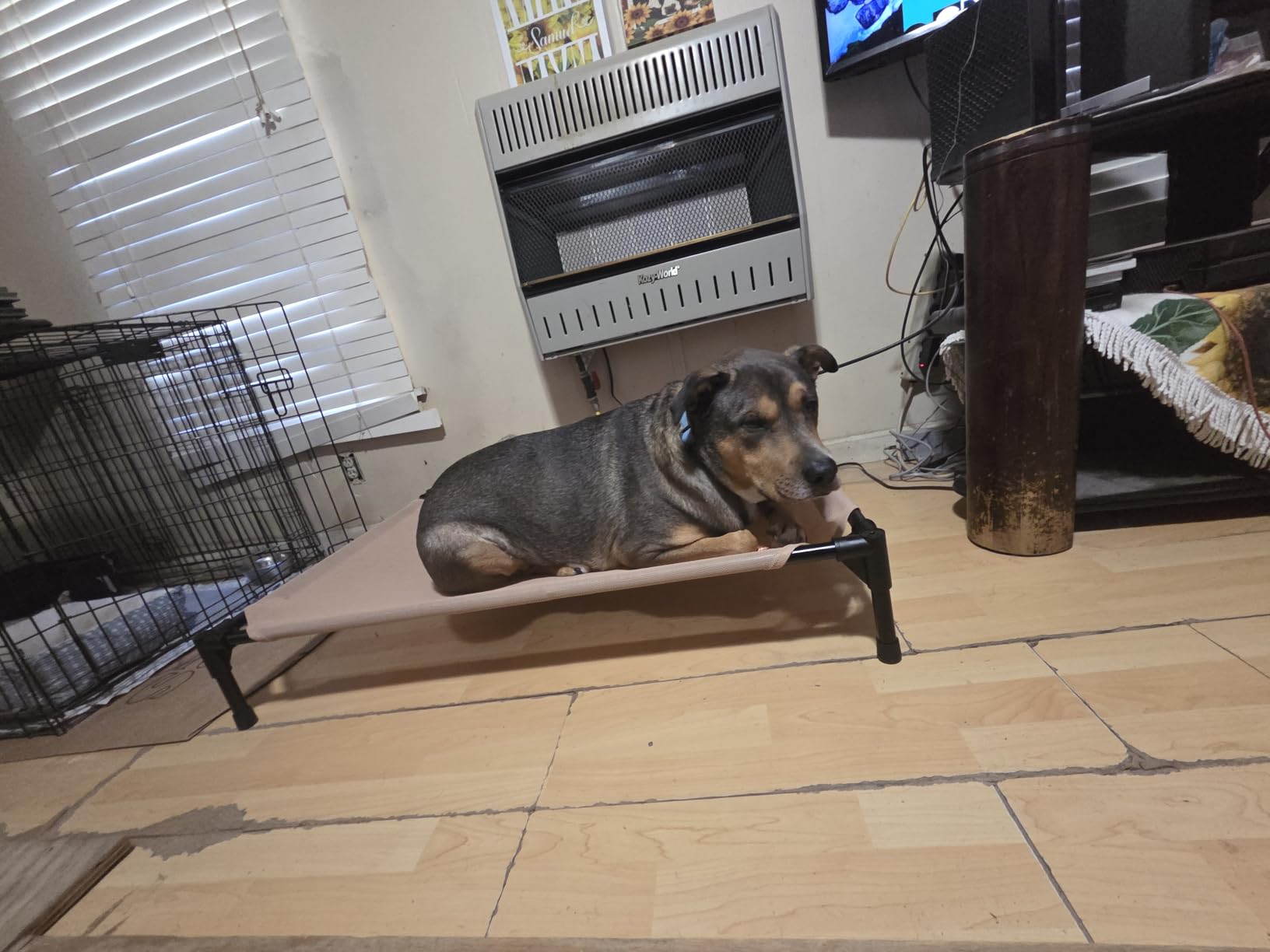 K&H Outdoor Elevated Dog Bed for Small Pets, Green, Small 22x17in customer photo 1