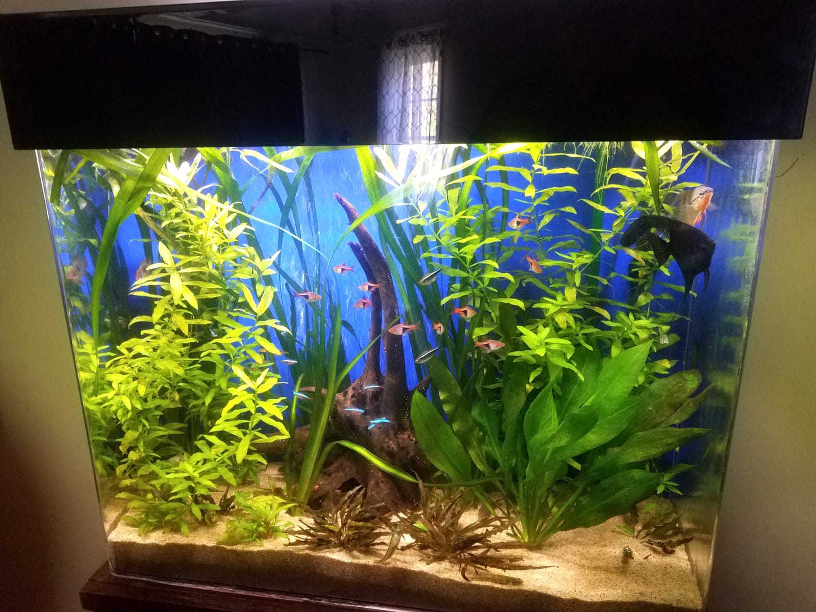 Finnex Planted Plus True 24/7 + HLC Aquarium LED Light, Automated Full Spectrum Fish Tank Light, True 660nm Deep Red Plant LEDs, 30 Inch, (HLC-30) customer photo 1