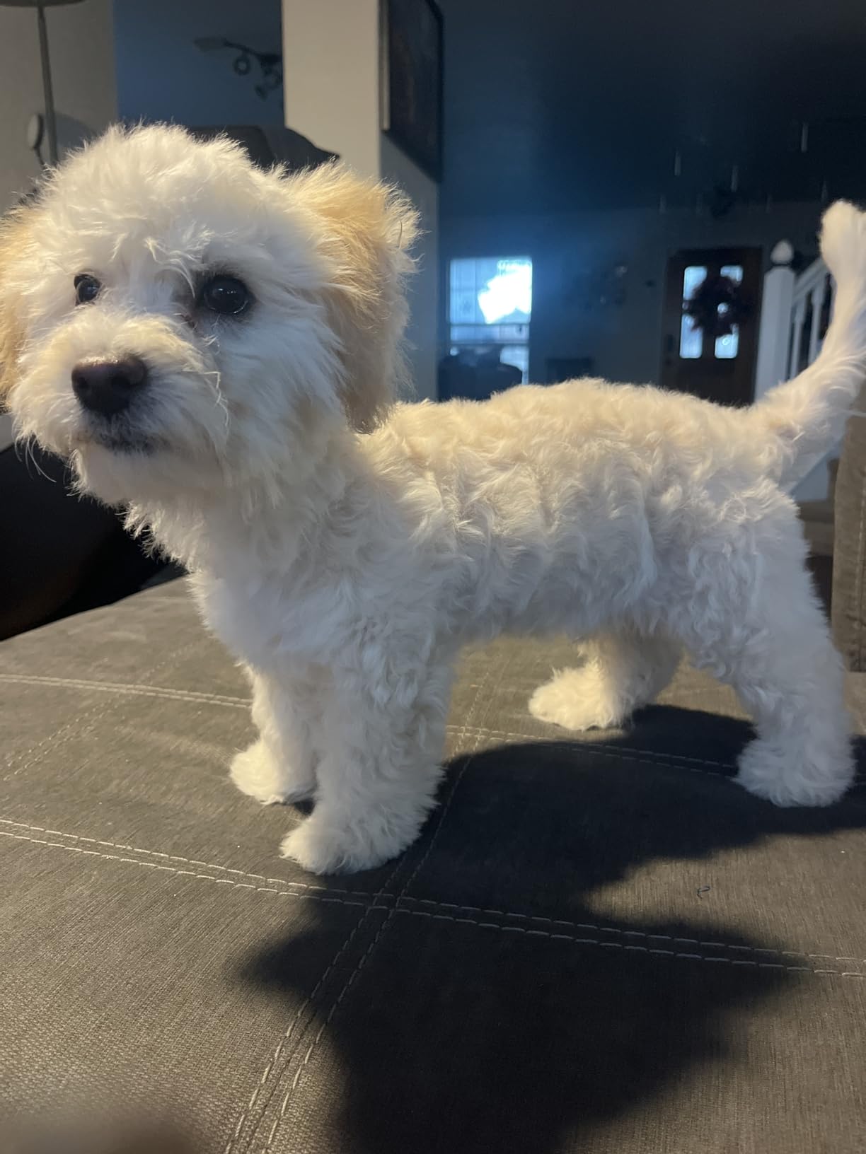 2-in-1 Dog Hair Dryer with Brush for Small Dogs and Cats, Pet Blow Dryer customer photo 1