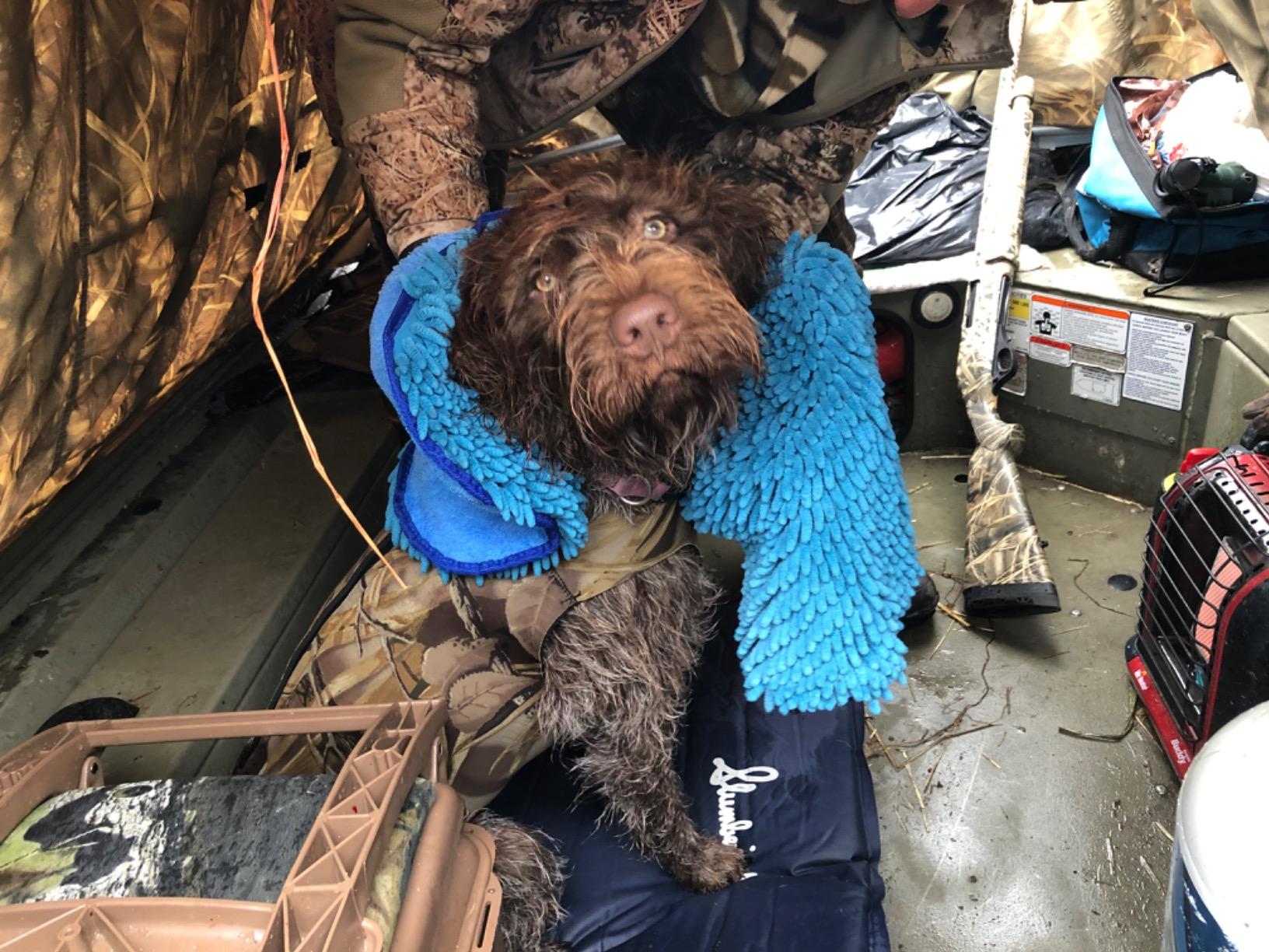 Tuff Pupper Quick Dry Towel for Dogs | Ultra Absorbent Microfiber Shammy | Extra Large 35x15 Size Dog Bath Towel | Comfortable Hand Pockets | Indoor Outdoor Use | Durable Material | Machine Washable customer photo 2