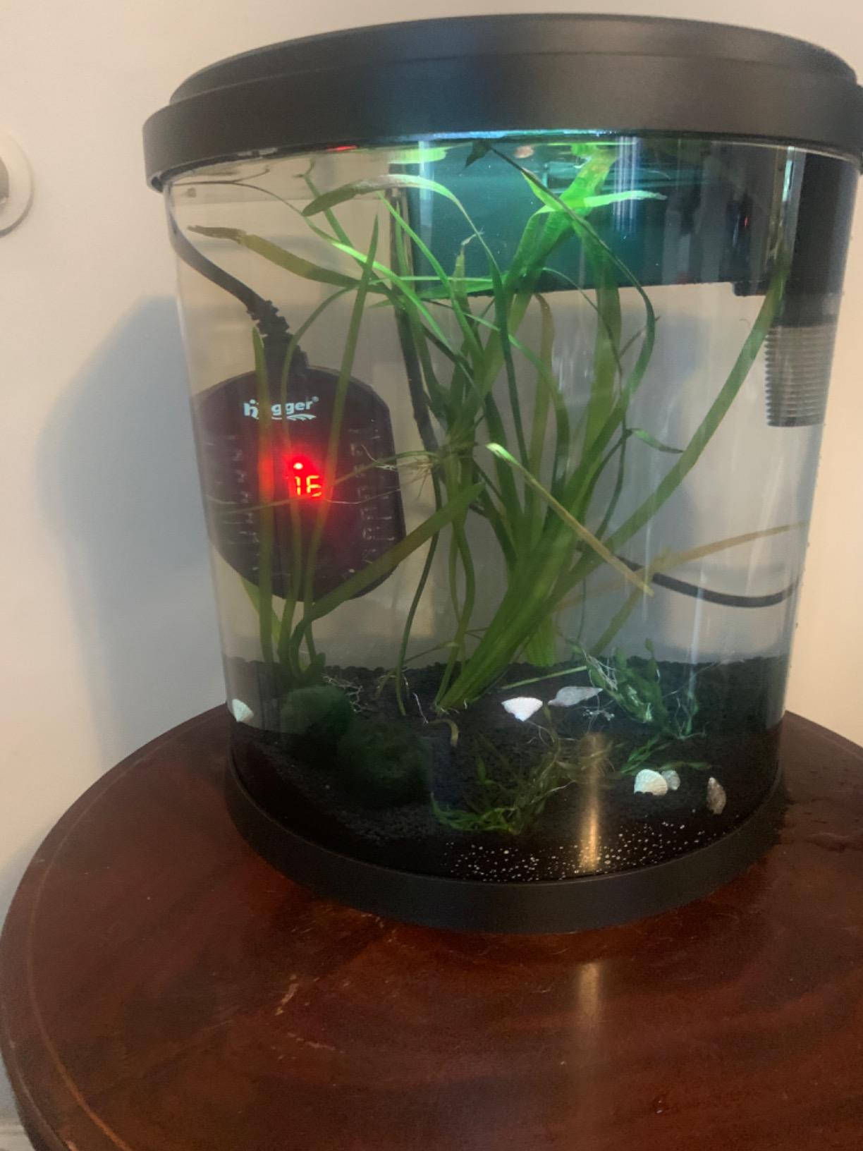 Hygger 50W Mini Submersible Digital Display Aquarium Heater for Small Fish Tank, Compact and Fast Heating Thermostat, with External Controller and Built-in Thermometer, for Betta, Turtle customer photo 1
