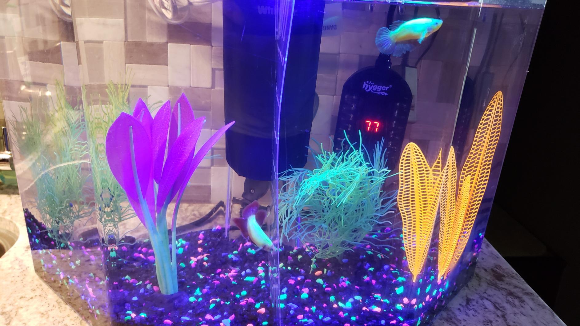 Hygger 50W Mini Submersible Digital Display Aquarium Heater for Small Fish Tank, Compact and Fast Heating Thermostat, with External Controller and Built-in Thermometer, for Betta, Turtle customer photo 2