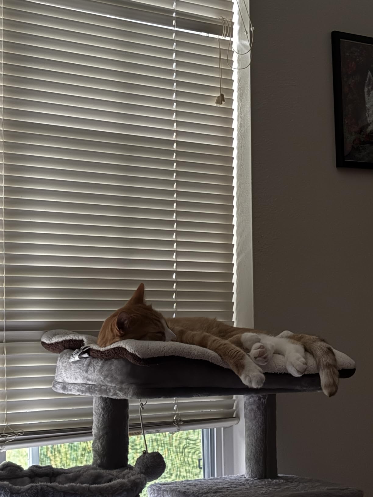 Yaheetech 40in Cat Tree for Indoor Large Cats with Large Top Perch customer photo 1
