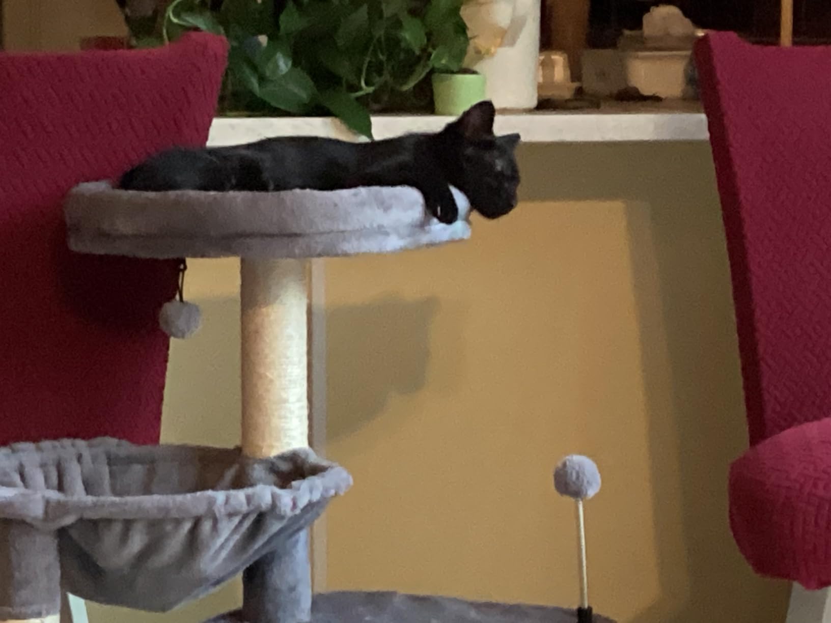 YUNIQUE Cat Tree with Cat Condo and Big Hammock, Grey customer photo 1
