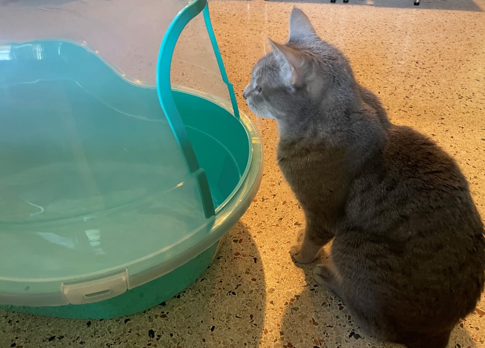 Petphabet Jumbo Hooded Cat Litter Box, Extra Large Gray customer photo 1