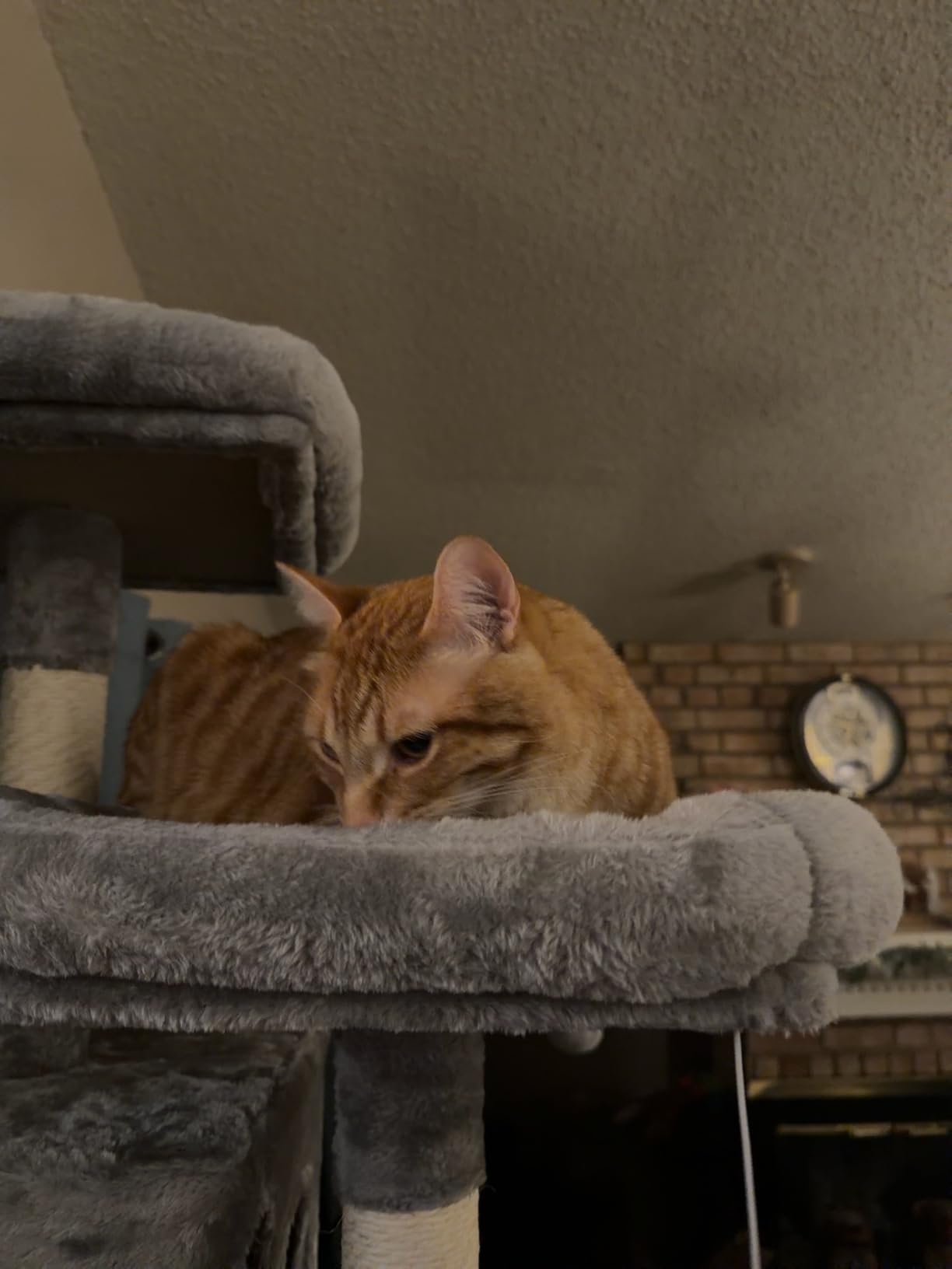Allewie 68 Inches Cat Tree/House and Towers for Big Feline/Scratching Post/Multi-Level Large Kitty Climbing Tree with Condo/Smokey Grey customer photo 2