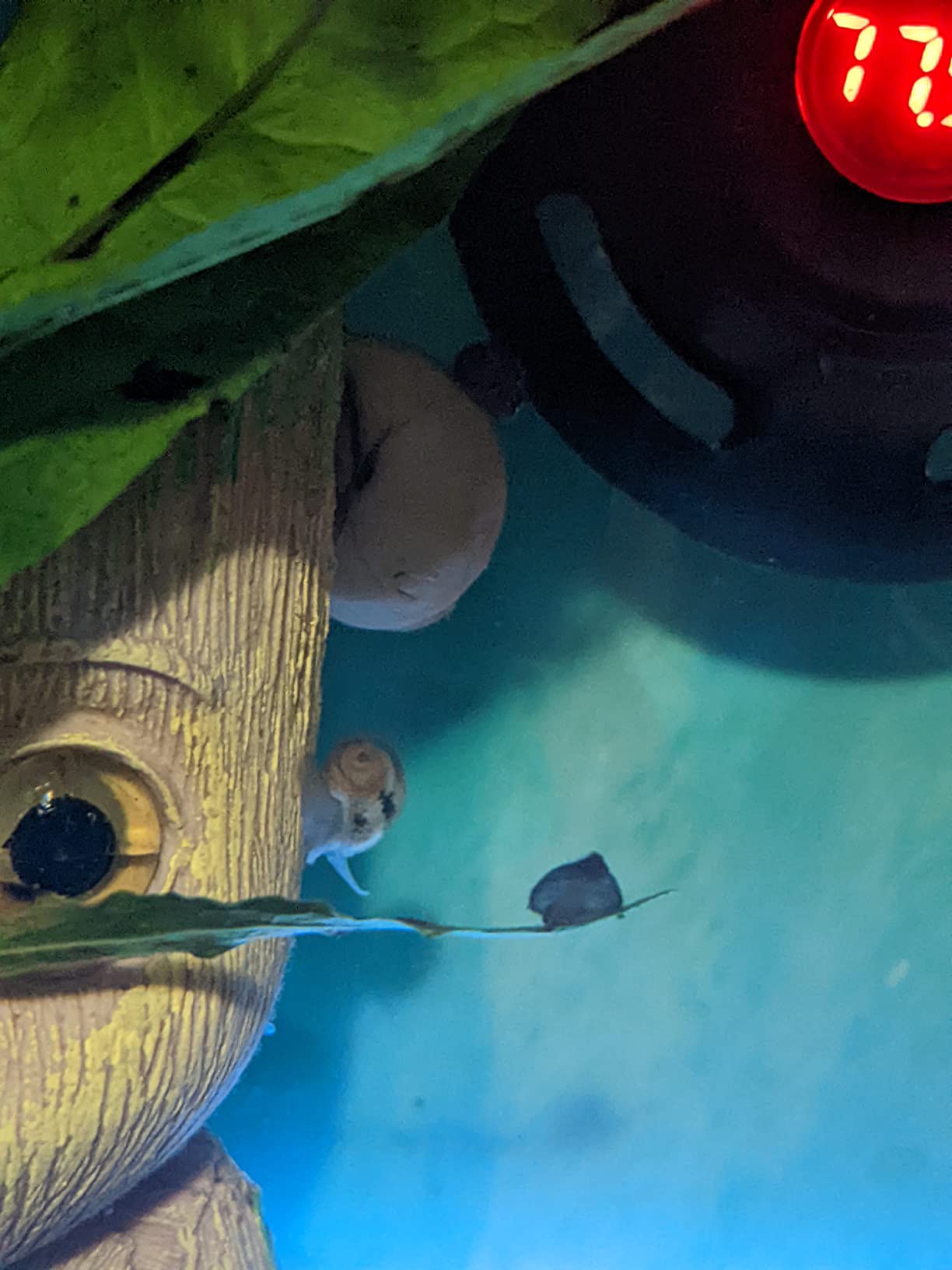 AQUANEAT Aquarium Vacuum Siphon, Fish Tank Water Changer, Gravel Cleaner, Hand Pump customer photo 2