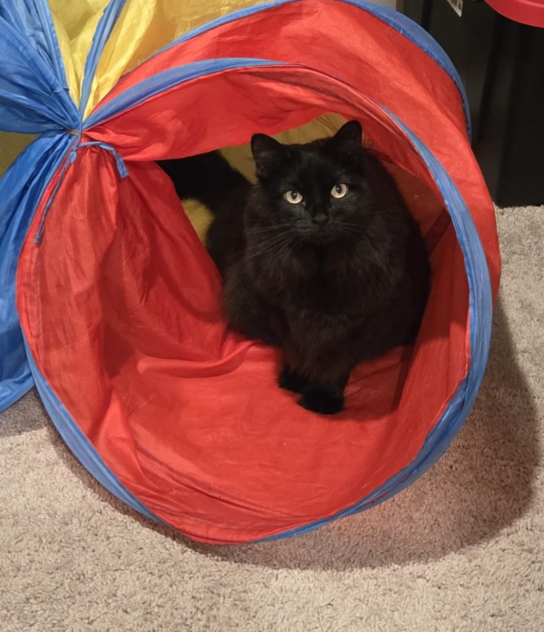 PigPigPen Pop Up Play Tunnel Tent for Toddlers Babies or Dogs, Indoor & Outdoor Toys for Kids Backyard Playset. (Red,Yellow,Blue) customer photo 2
