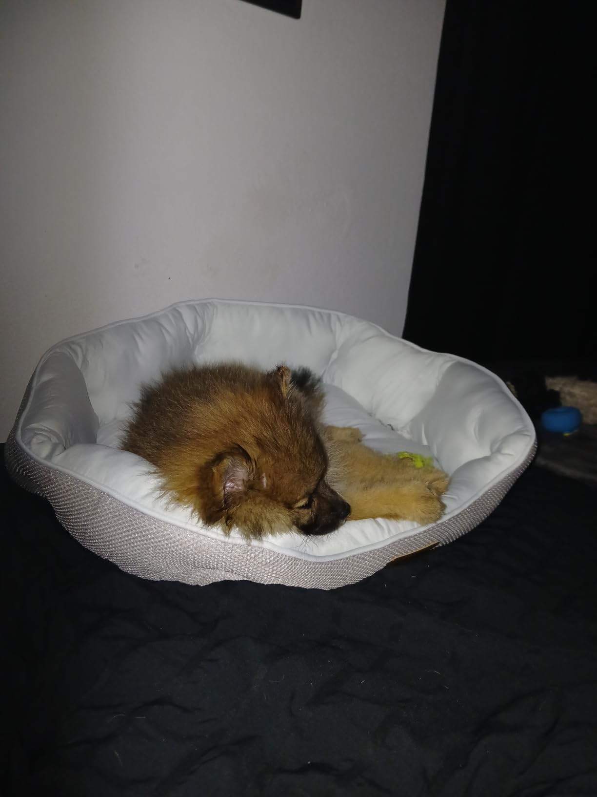 Bedsure Small Dog Bed Washable,Round Cat Beds for Indoor Cats,20in Camel customer photo 1