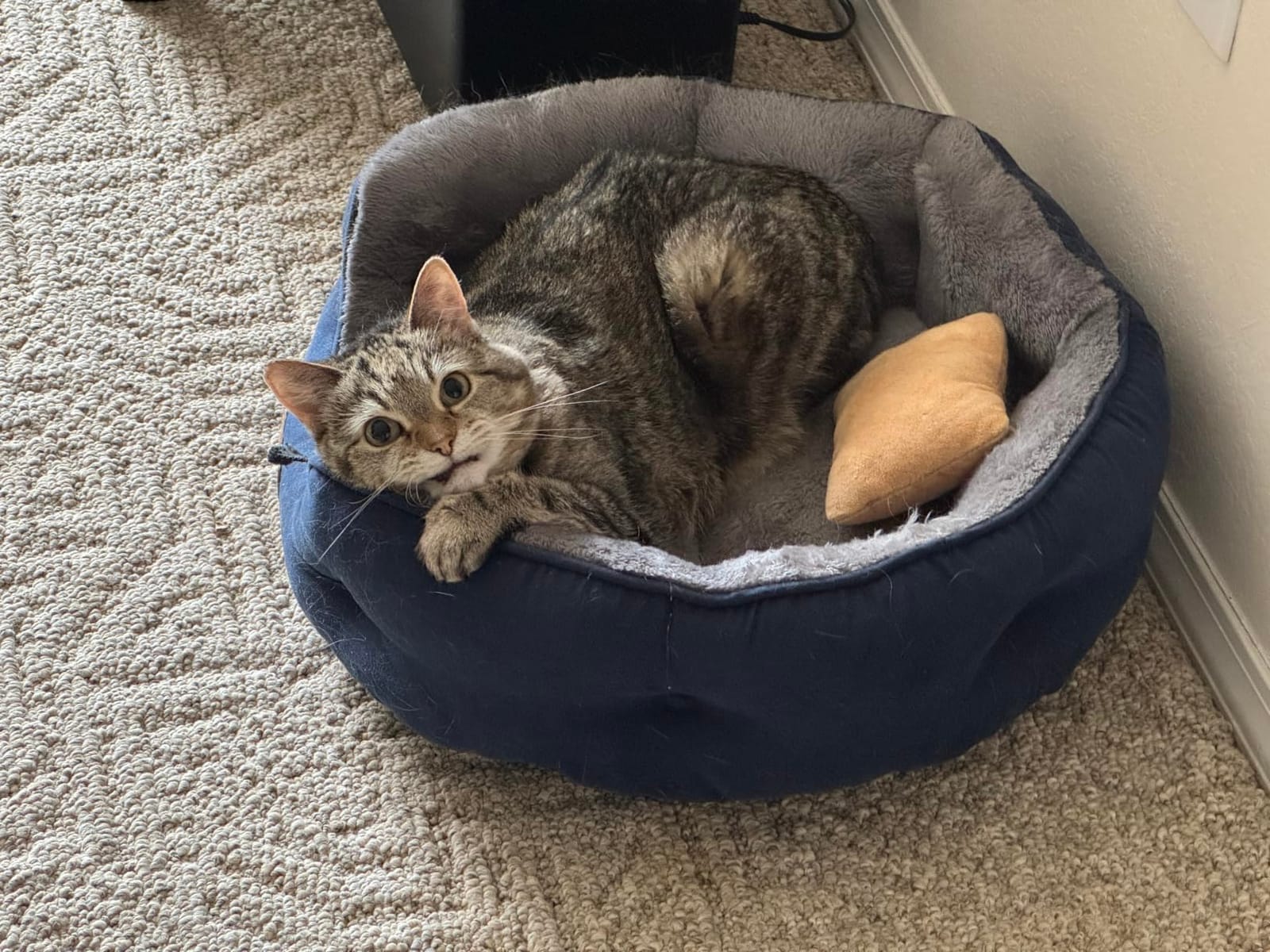 Bedsure Small Dog Bed Washable,Round Cat Beds for Indoor Cats,20in Camel customer photo 2