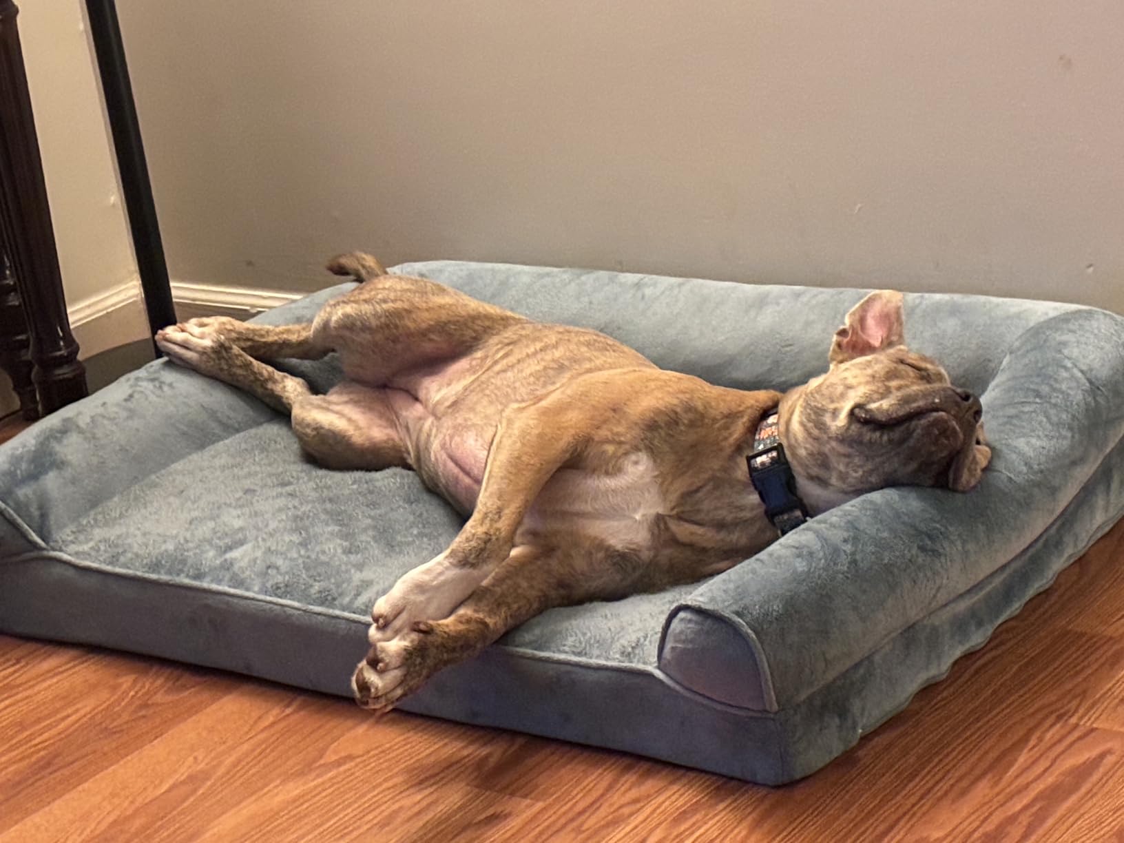 FurHaven Classic Sofa Orthopedic Dog Bed for Large Dogs, with Orthopedic Egg Crate with a Solid Orthopedic Foam Base for Joint Support, Removable Washable Cover, Large, Quilted Sofa, Iron Gray customer photo 2