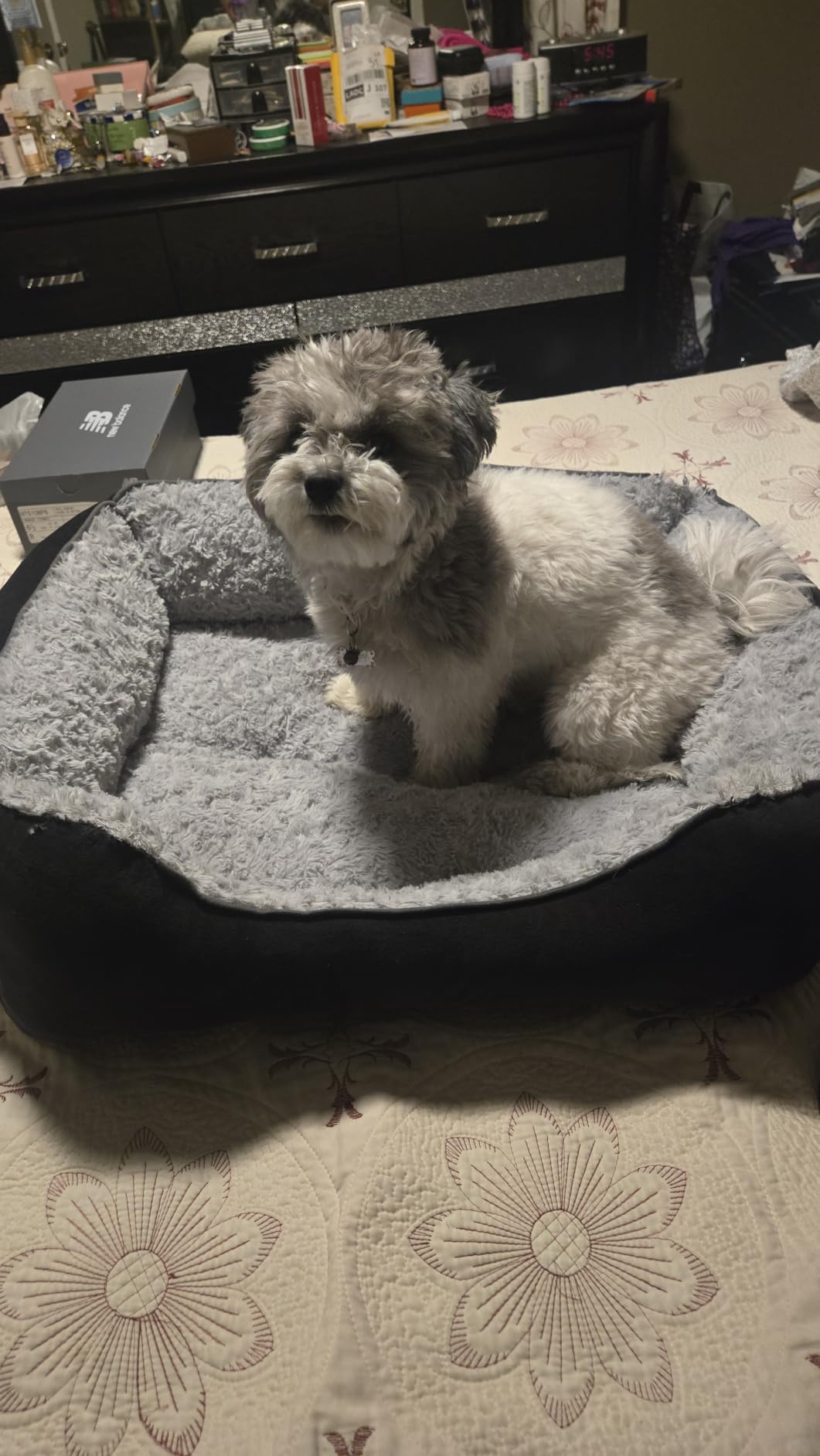 JOEJOY Rectangle Dog Bed for Large Medium Small Dogs - Washable Orthopedic Sofa Bed, Soft Breathable Puppy & Pet Cuddler, Durable Calming Dog Bed with Anti-Slip Bottom, Multiple Sizes, Beige customer photo 2