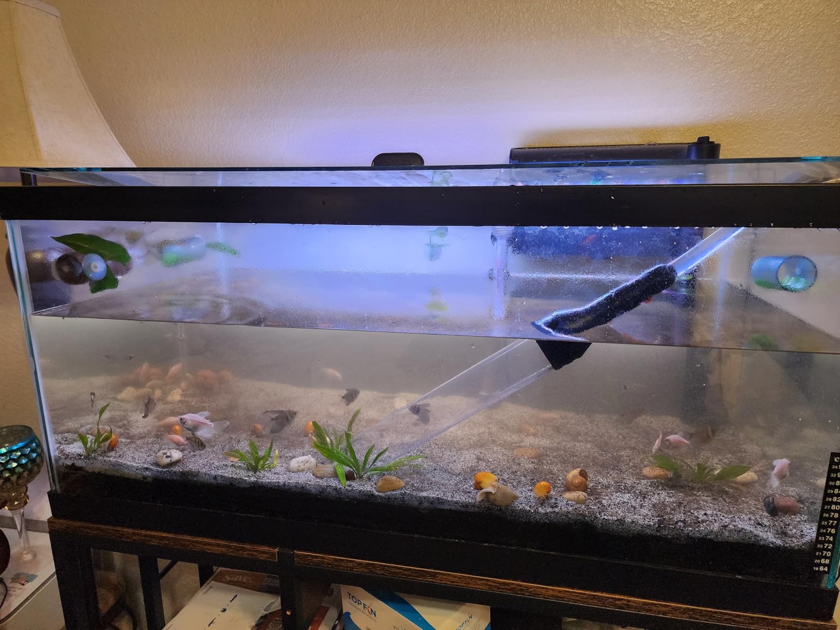 enomol Gravel Vacuum for Aquarium Water Changer Fish Tank Cleaning Tools,Siphon Universal Quick Pump Aquarium Water Changing (30ft) customer photo 1