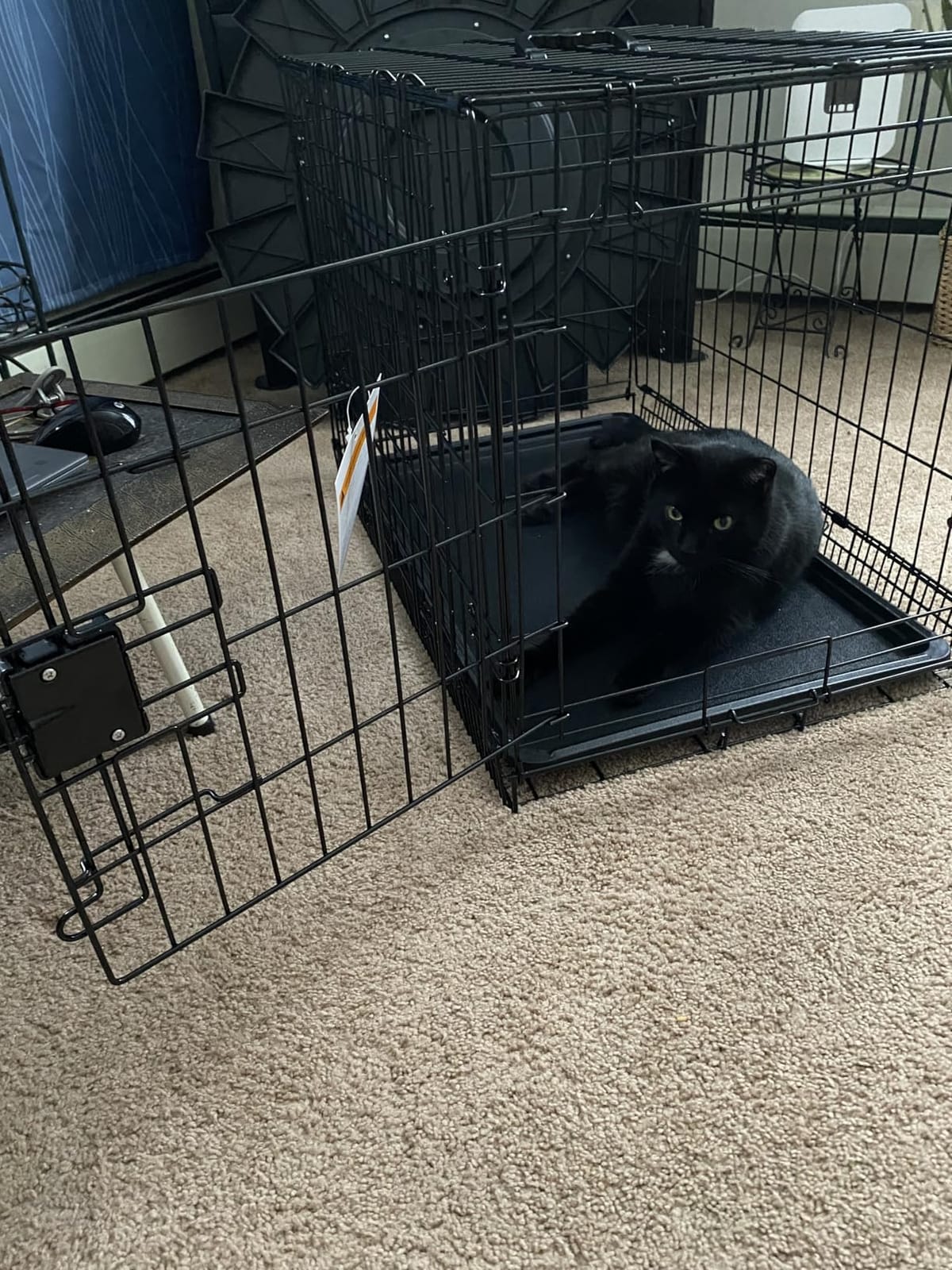 Amazon Basics Portable, Foldable Metal Wire Small Dog Crate with Removable Tray, Divider Panel, Single Door, Easy to Assemble, 24