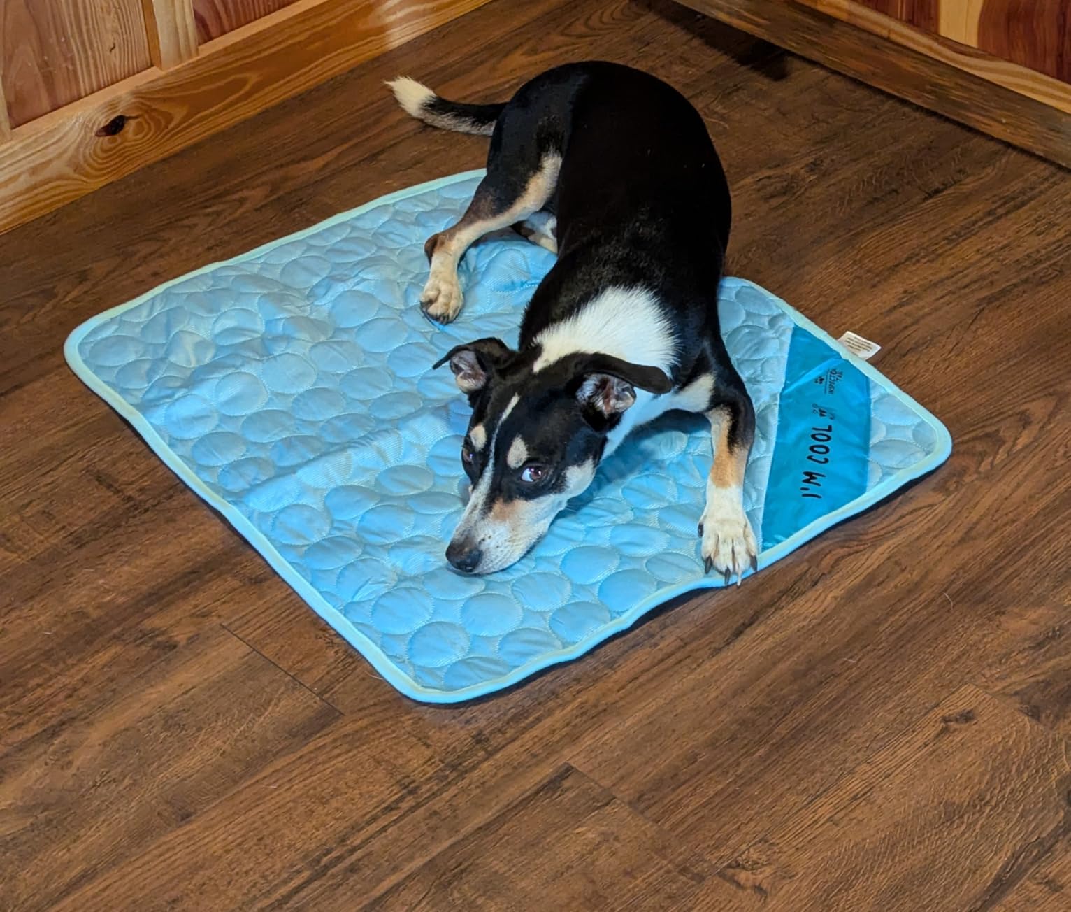 INSPECTOR TAIL Dog Cooling Mat, Indoor & Outdoor, Large Self Cooling Pad customer photo 1