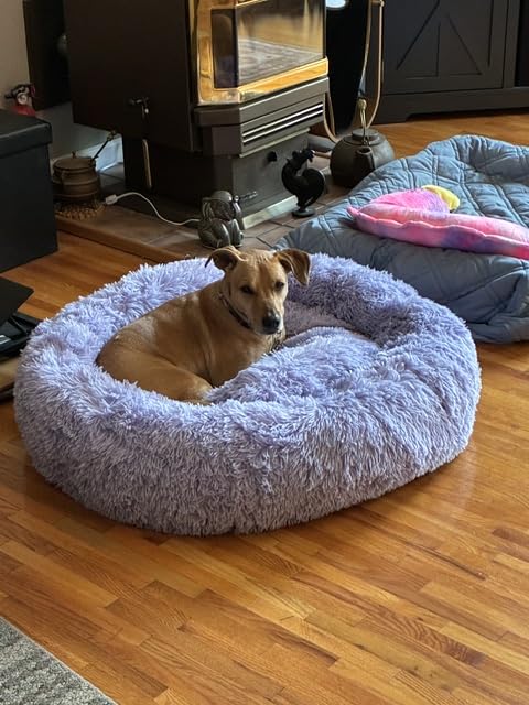 Best Friends by Sheri Original Calming Donut Dog Bed, Gray, Small, 23