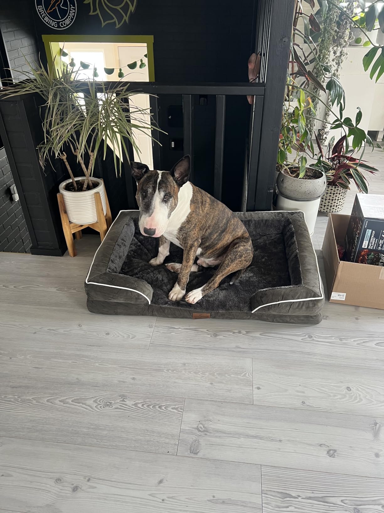 Comfort Expression Waterproof Orthopedic Dog Bed for Extra Large Dogs customer photo 2
