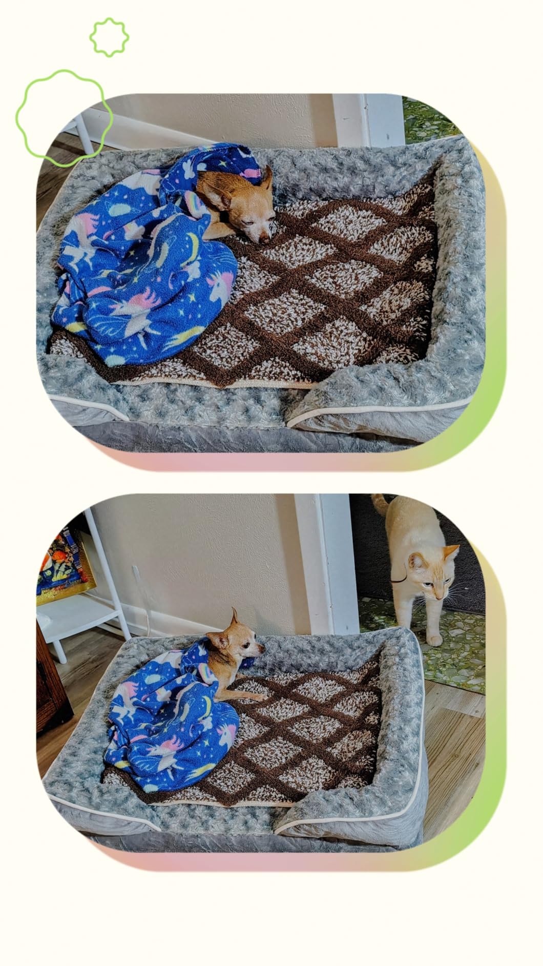 WNPETHOME Orthopedic Washable Dog Bed Large for Senior Dog Cozy Sleep customer photo 2